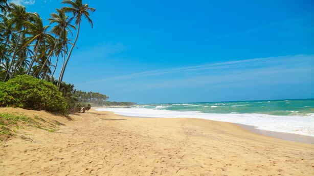 Ein sandiger Strand mit Palmen und Wellen.