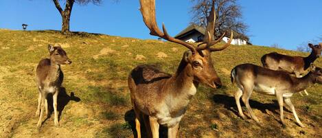 A group of deer on a grassy hillside with a house in the background.