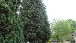 Un jardín con una terraza de madera, un banco blanco y un gran árbol de coníferas.
