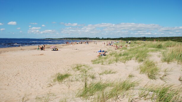 A sandy beach with people relaxing and some grassy dunes in the foreground.