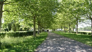 A tree-lined pathway in a park. - Gästezimmer Lußhardthof (Sankt Leon-Rot)