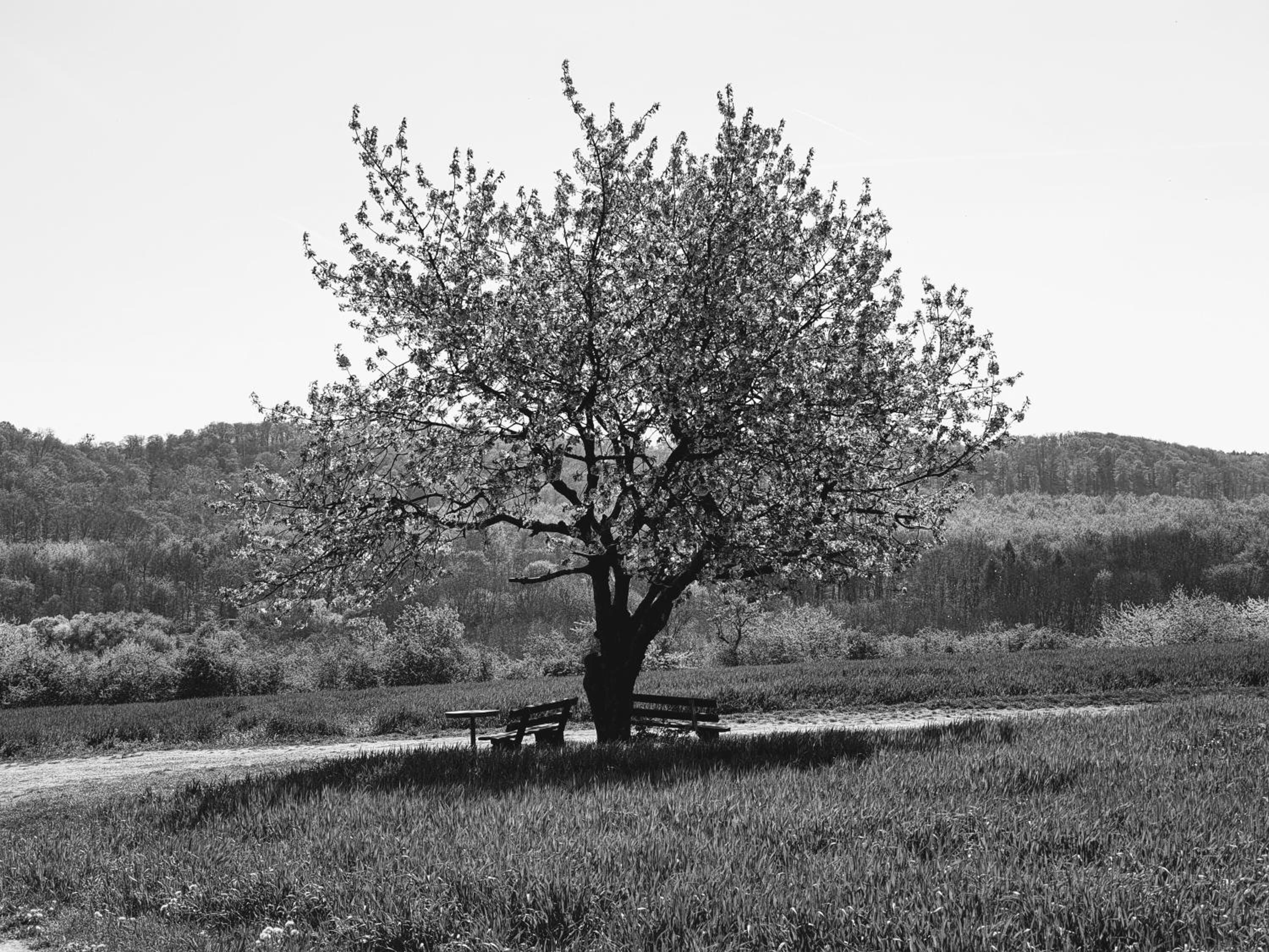 A solitary tree in a field with a bench and picnic table nearby.