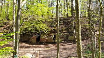 A forested area with a dirt path leading to a stone structure.