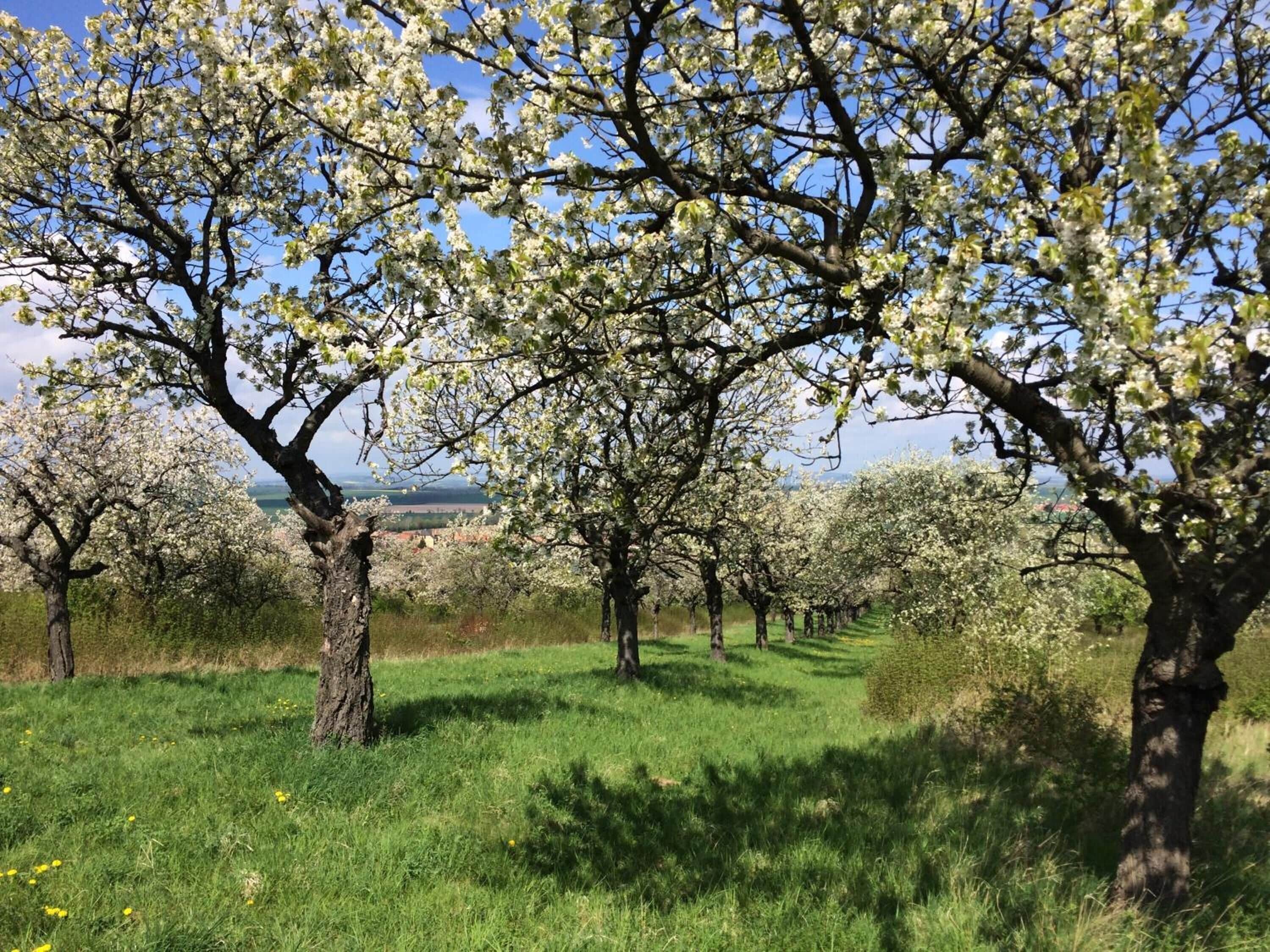 Ein Obstgarten mit blühenden Bäumen und einer Wiese.