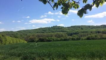A rural landscape with a green field, a dirt path, and a hill with trees.