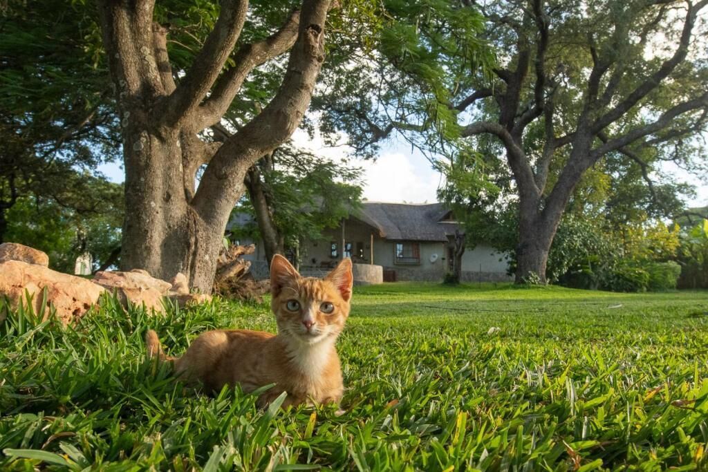 Un gato descansando sobre césped, con árboles y una casa al fondo.