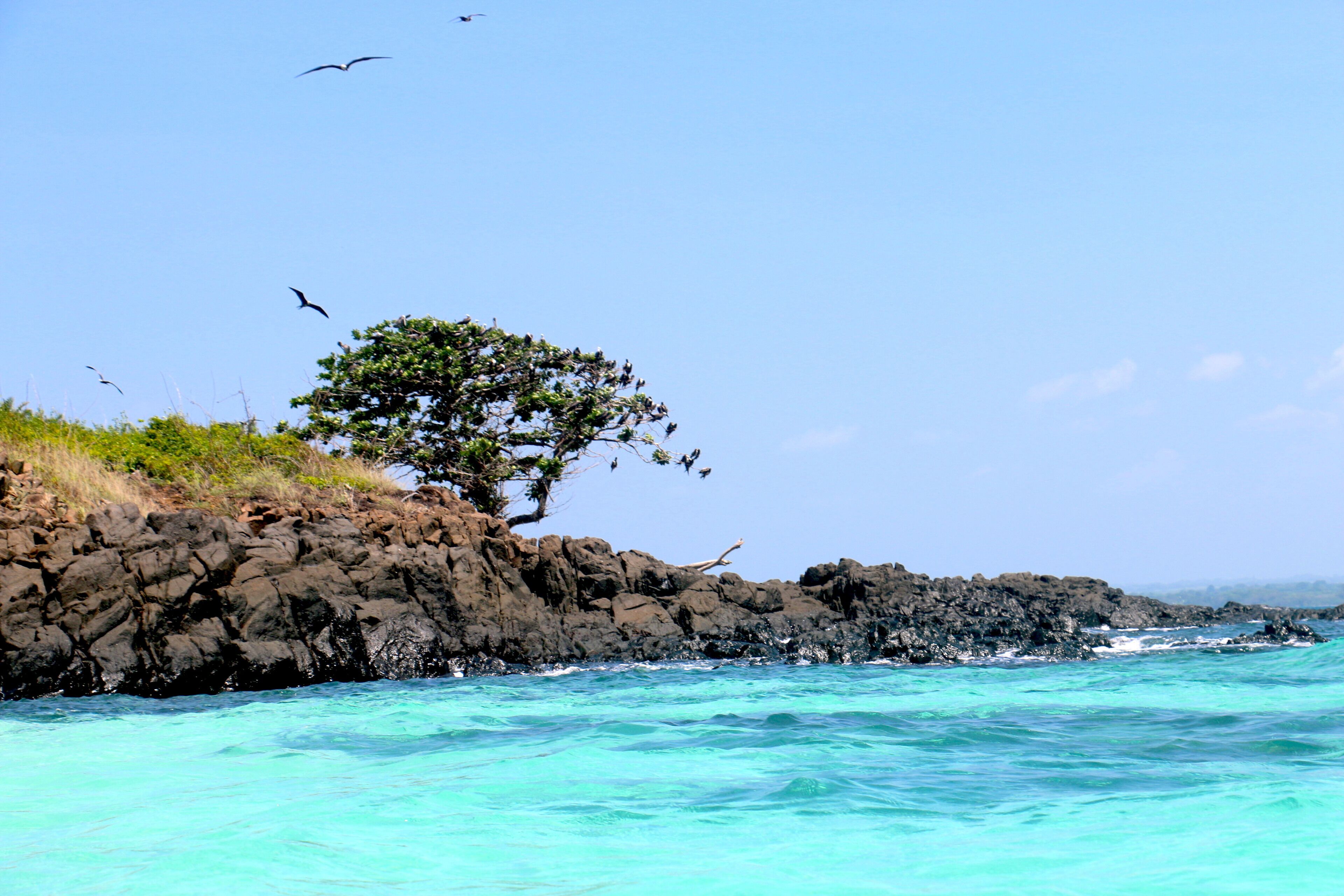 Costa rocosa con aguas turquesas cristalinas y un árbol a la izquierda.