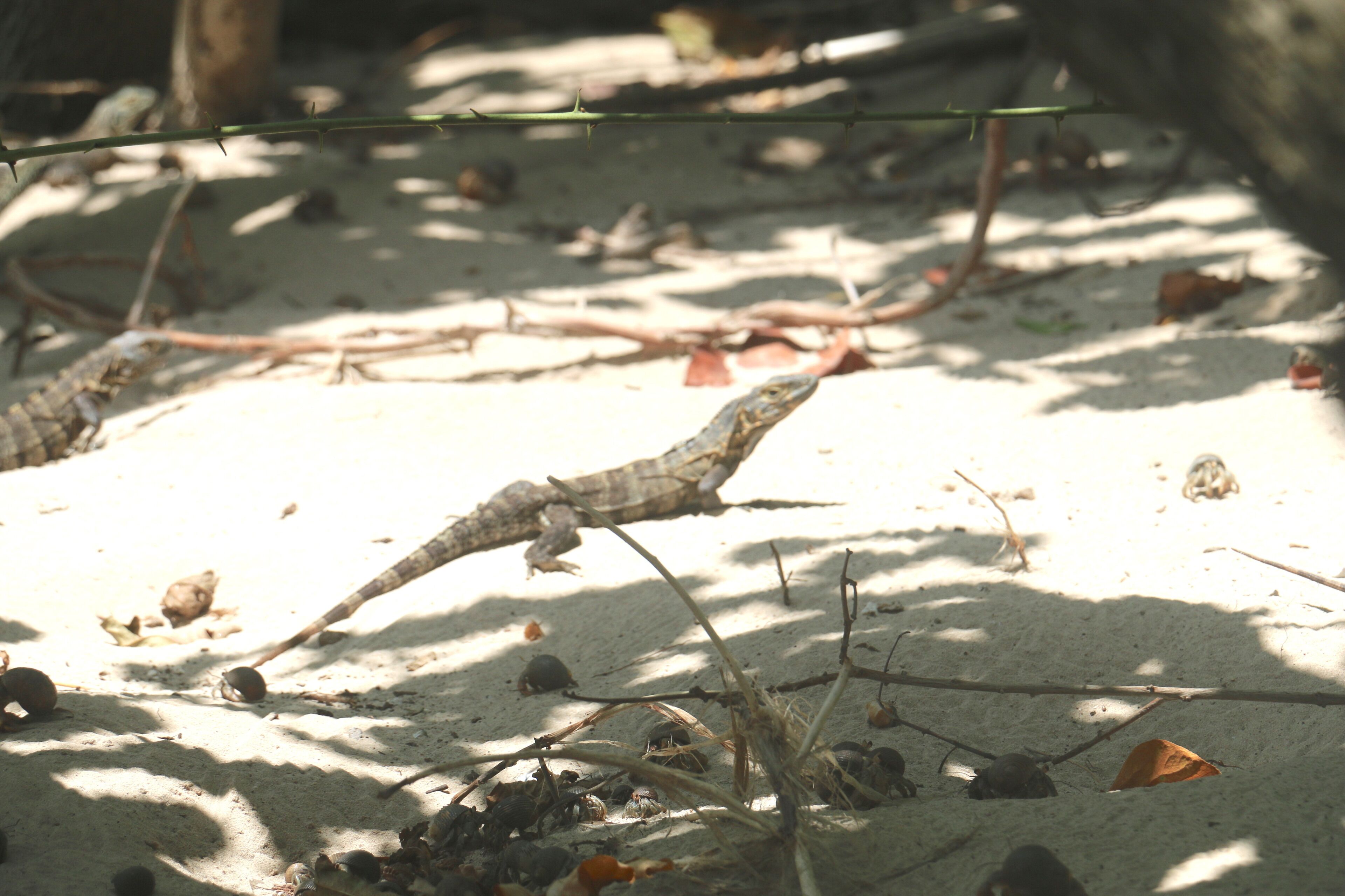 A lizard on sandy ground with scattered leaves and twigs.