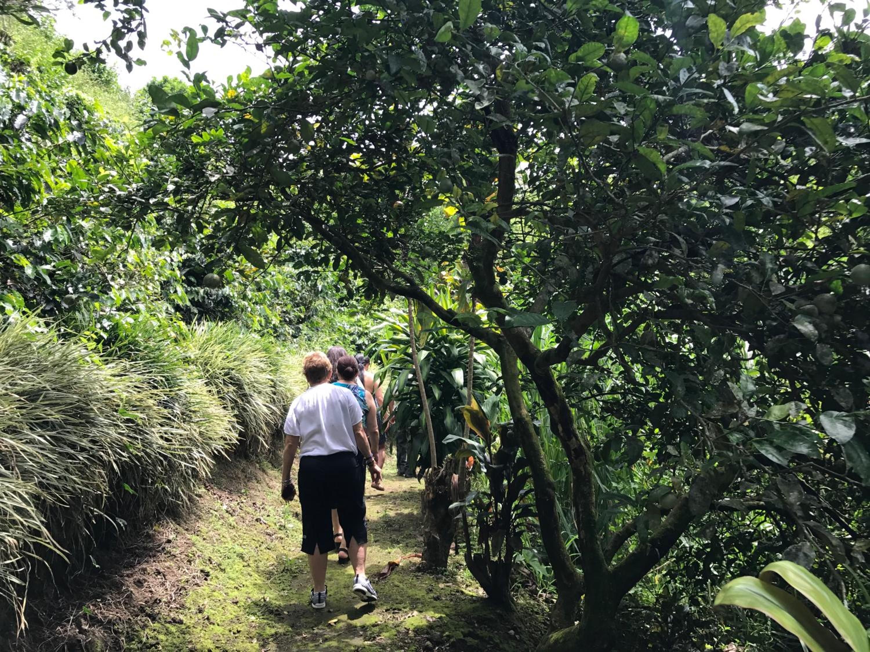 A group of people walking on a narrow path surrounded by dense greenery.