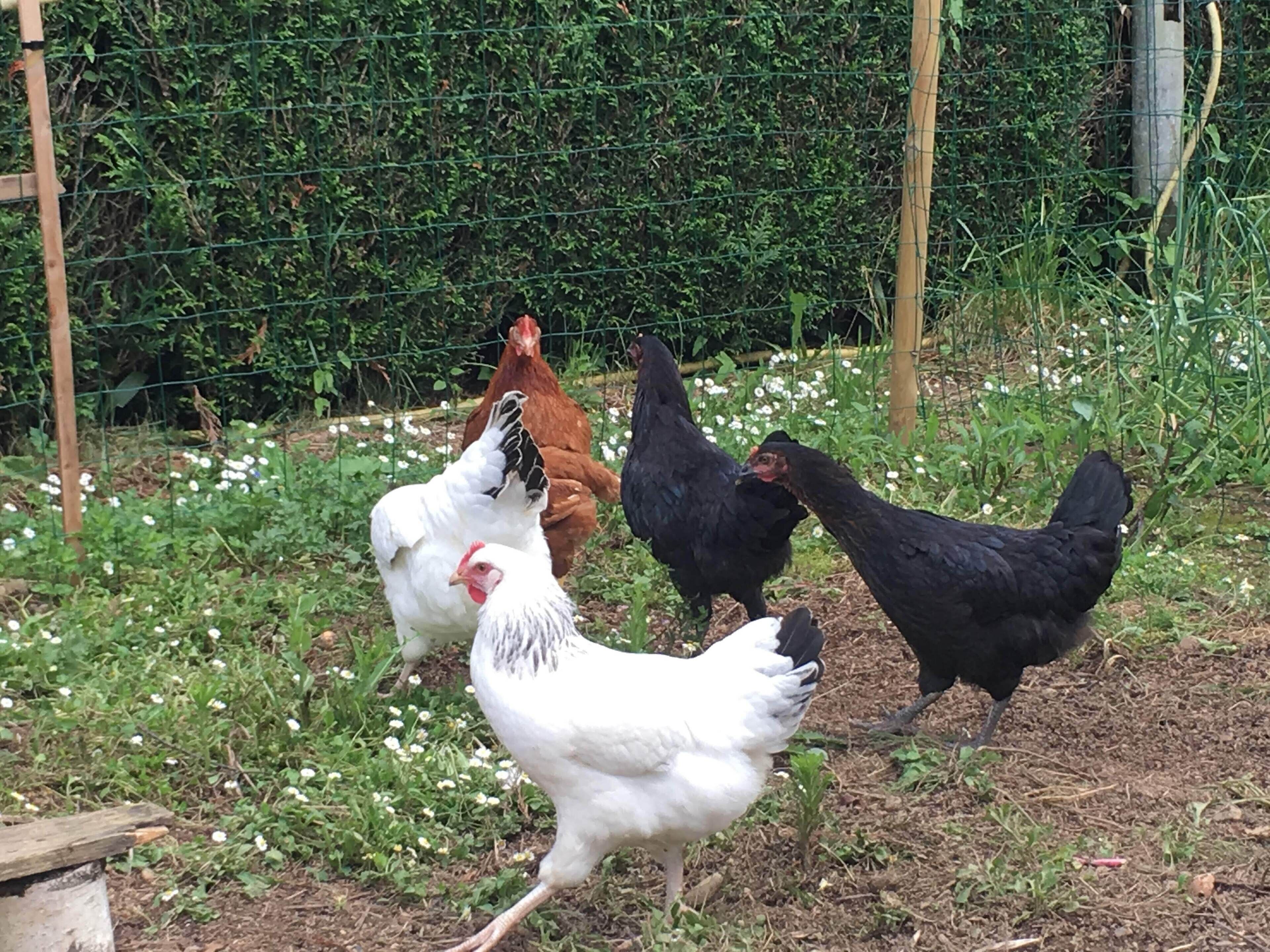 A group of chickens in a fenced outdoor area with greenery and white flowers.