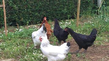 A group of chickens in a fenced outdoor area with greenery and white flowers.