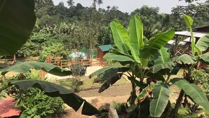 A lush garden with banana trees, a wooden fence, and a small building with a green roof.