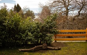 A wooden bench in a park with dense foliage and a tree trunk in the foreground.