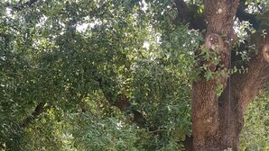 A garden with a stone bench, a metal fence, and a large tree. - Casa Bruna - Cipresseta del Chianti (Castellina in Chianti, Siena)