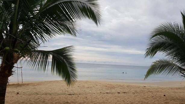 A beach with palm trees and a calm sea. - Cabinas Hukats Secret Jungle (Cahuita)