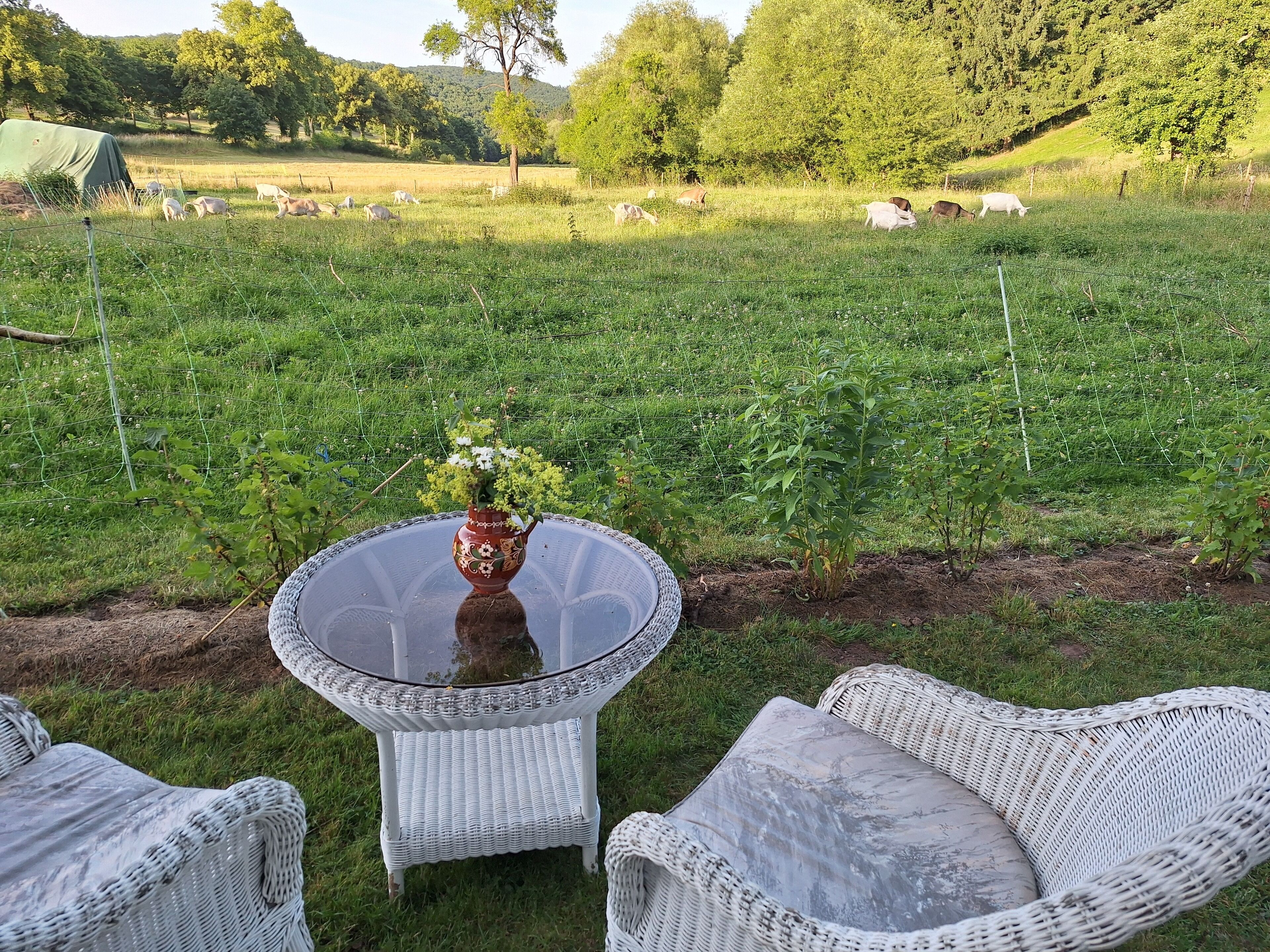 A grassy outdoor area with wicker furniture and a table with a vase.