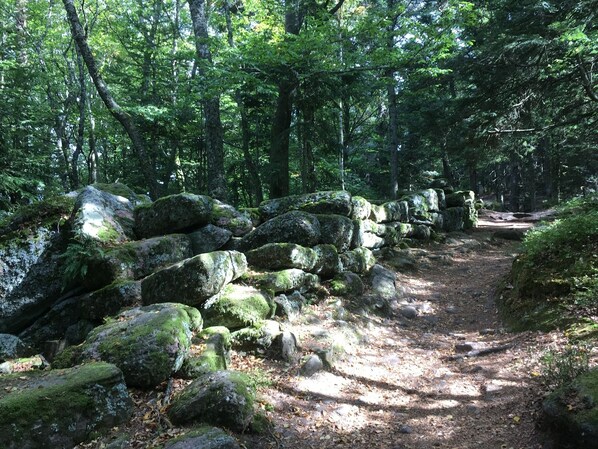 A forest path with large moss-covered rocks and dense trees.