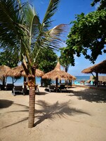 A beach with palm trees, thatched umbrellas, and beach chairs.