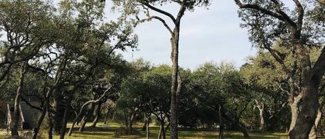 Un parque arbolado con zonas verdes abiertas y una estructura de madera al fondo.