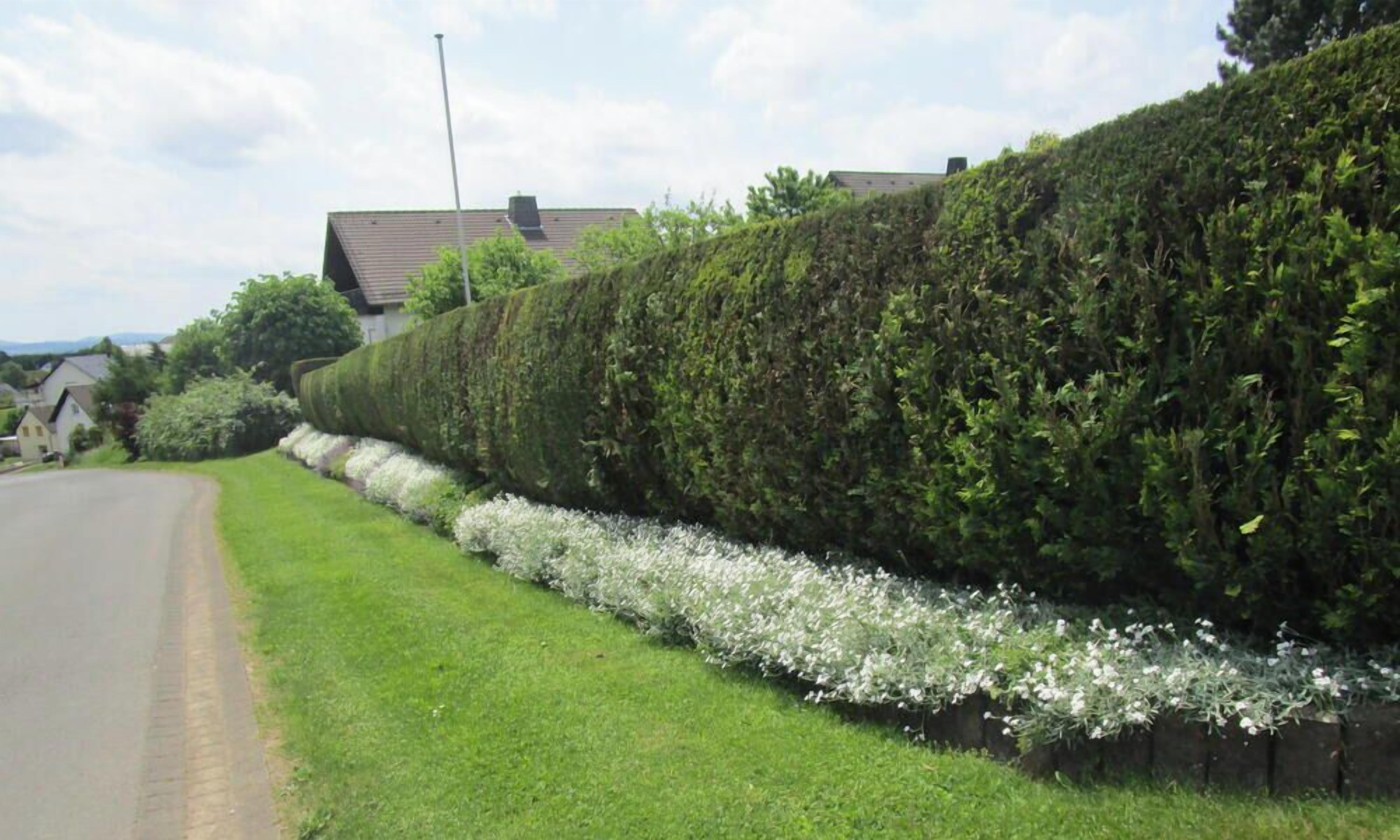 Ein Straßenrand mit einer ordentlich geschnittenen Hecke und einer Reihe weißer Blüten.