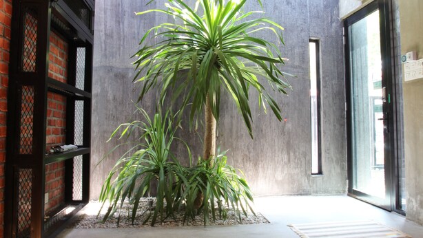 A modern interior with a large potted plant, a concrete floor, and a glass door leading outside. - Owl Homestay (Kuala Lumpur)