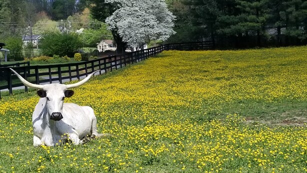 Une vache blanche aux grandes cornes, allongée dans un champ de fleurs jaunes.