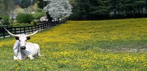 A white cow with large horns lying in a field of yellow flowers. - Tranquil Mountain Cottage (Wheelchair Accessible) (Candler)