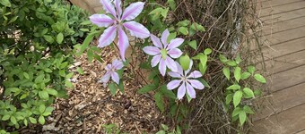 Tranquil Mountain Cottage (Wheelchair Accessible)