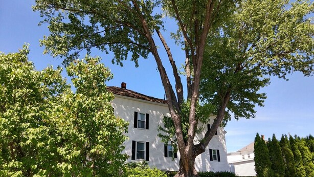 Una casa blanca con un gran árbol en primer plano.