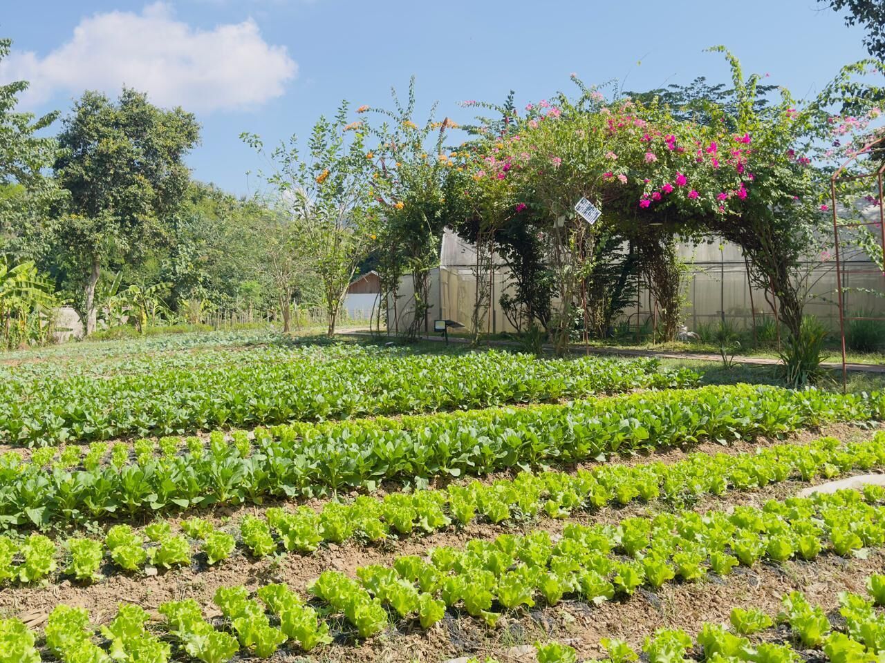 Invernadero con hileras de plantas verdes y frondosas, rodeado de árboles y un cielo despejado.