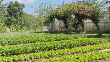 Invernadero con hileras de plantas verdes y frondosas, rodeado de árboles y un cielo despejado.