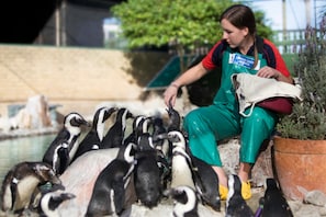 Vihreään ja punaiseen univormuun pukeutunut henkilö ruokkii pingviinejä eläintarhassa.