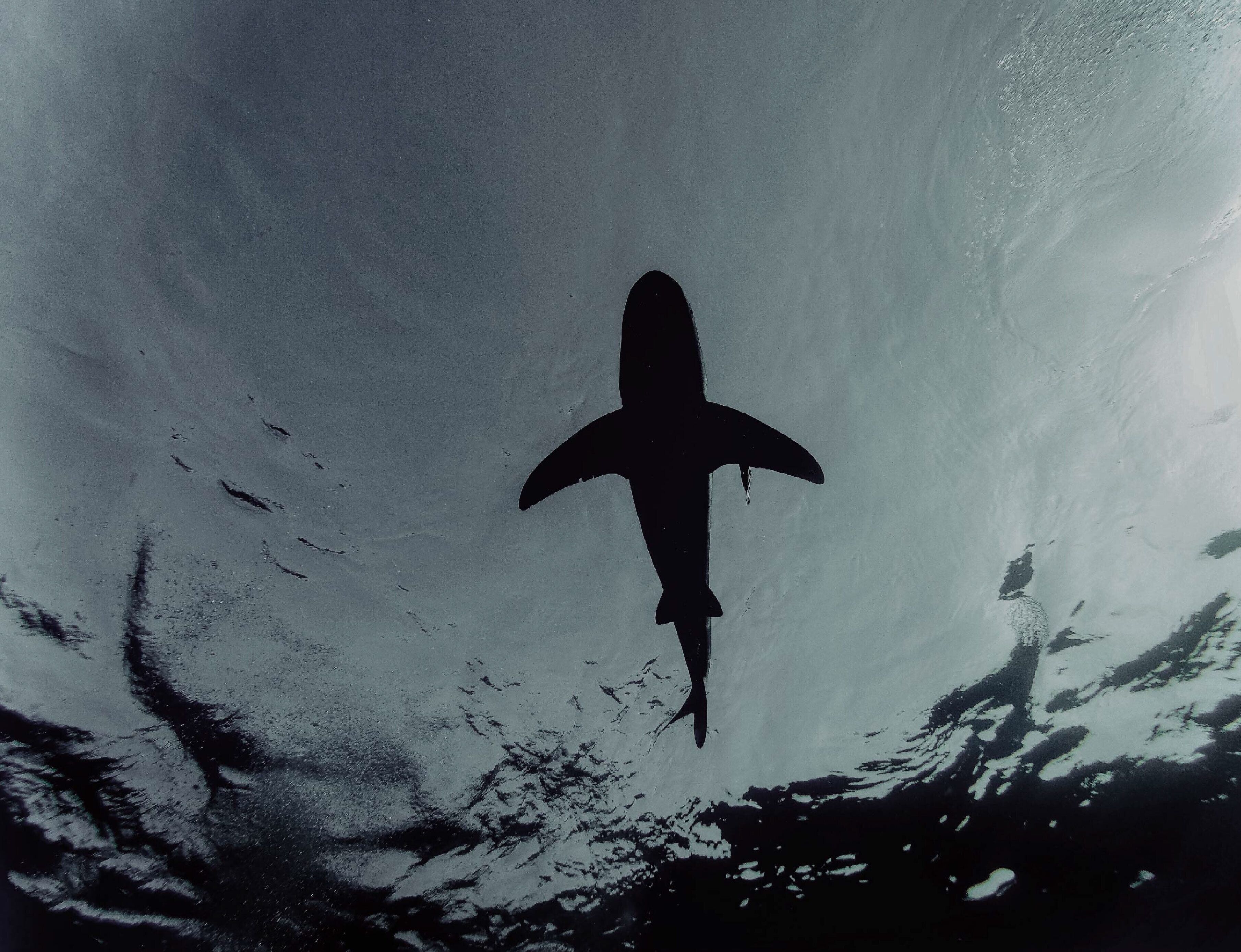 A silhouette of a shark swimming in clear water.