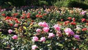 Un jardín con diversas variedades de rosas en plena floración.