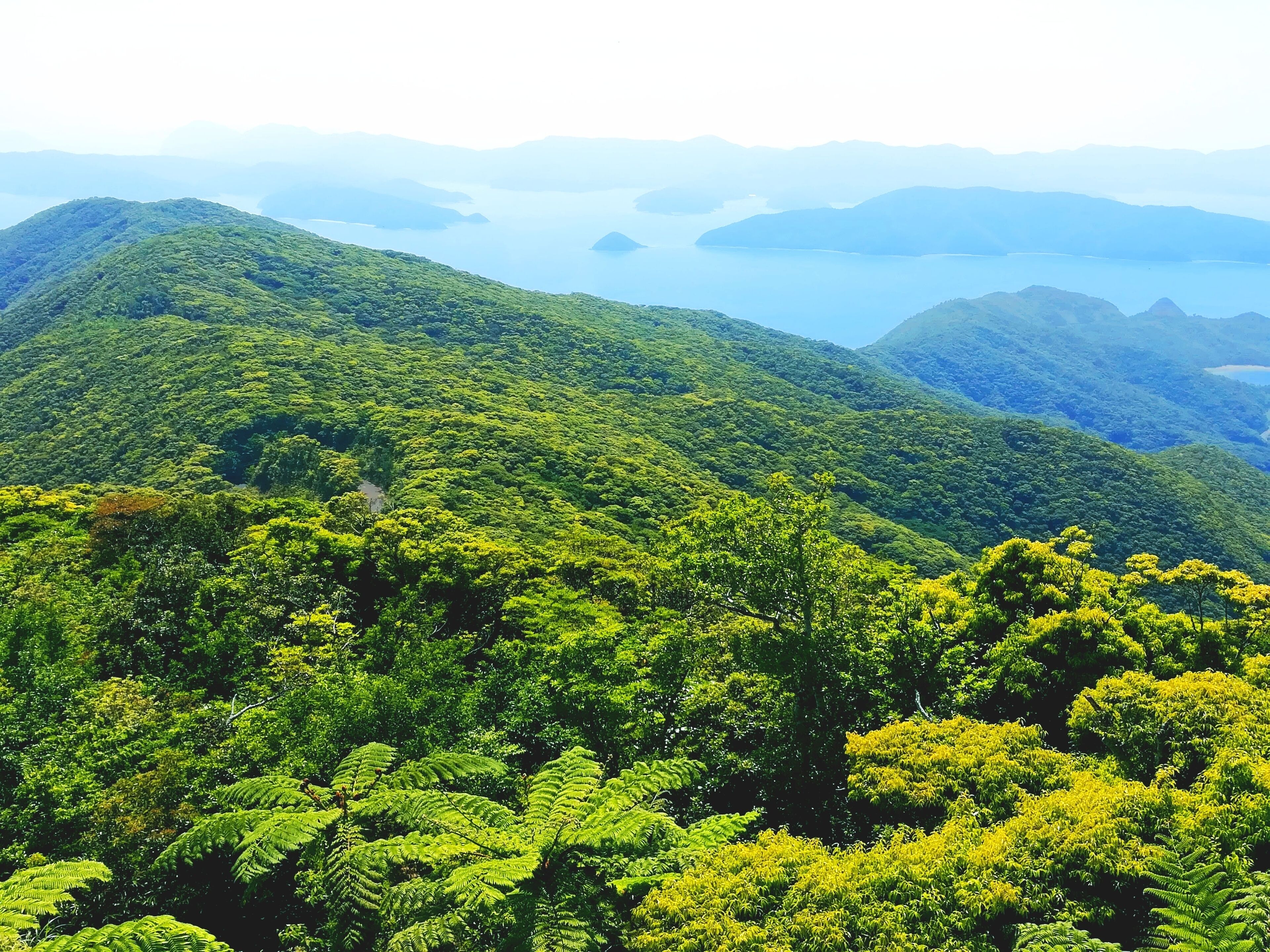 A lush, green mountainous landscape with dense forest and a distant body of water.