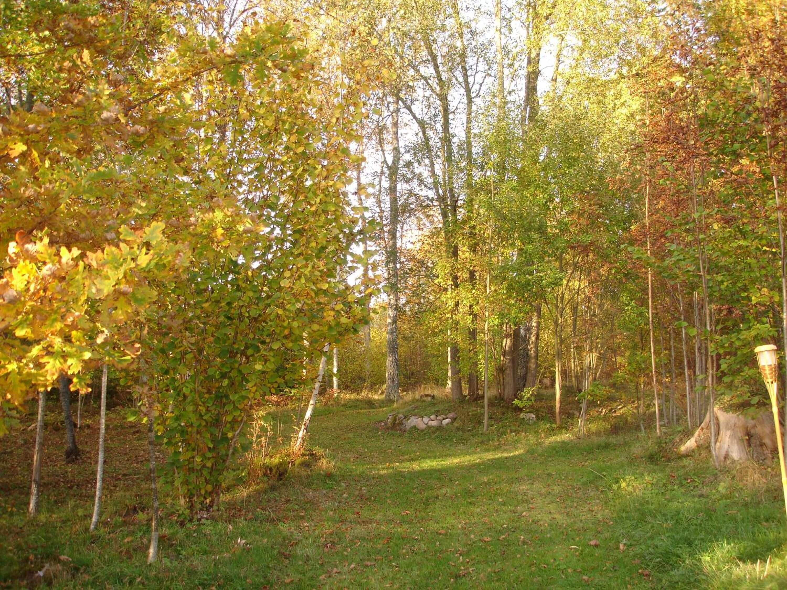 Un'area boscosa con un sentiero erboso, alberi e un muro di pietra.