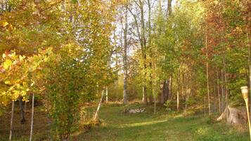 Un'area boscosa con un sentiero erboso, alberi e un muro di pietra.