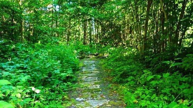 A stone pathway through a forest with moss and greenery on the sides. - Marston Hill (Mullsjö)