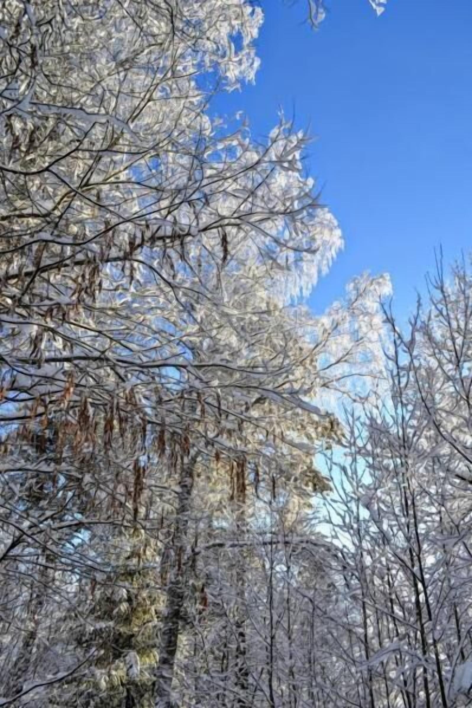 Un bosque denso de árboles sin hojas cubierto de nieve, con un cielo azul despejado al fondo.