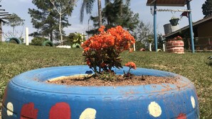 Un grand pot de fleurs bleu, peint en rouge et en blanc, rempli de fleurs orange, est placé sur une pelouse, avec des arbres et un bâtiment en arrière-plan.