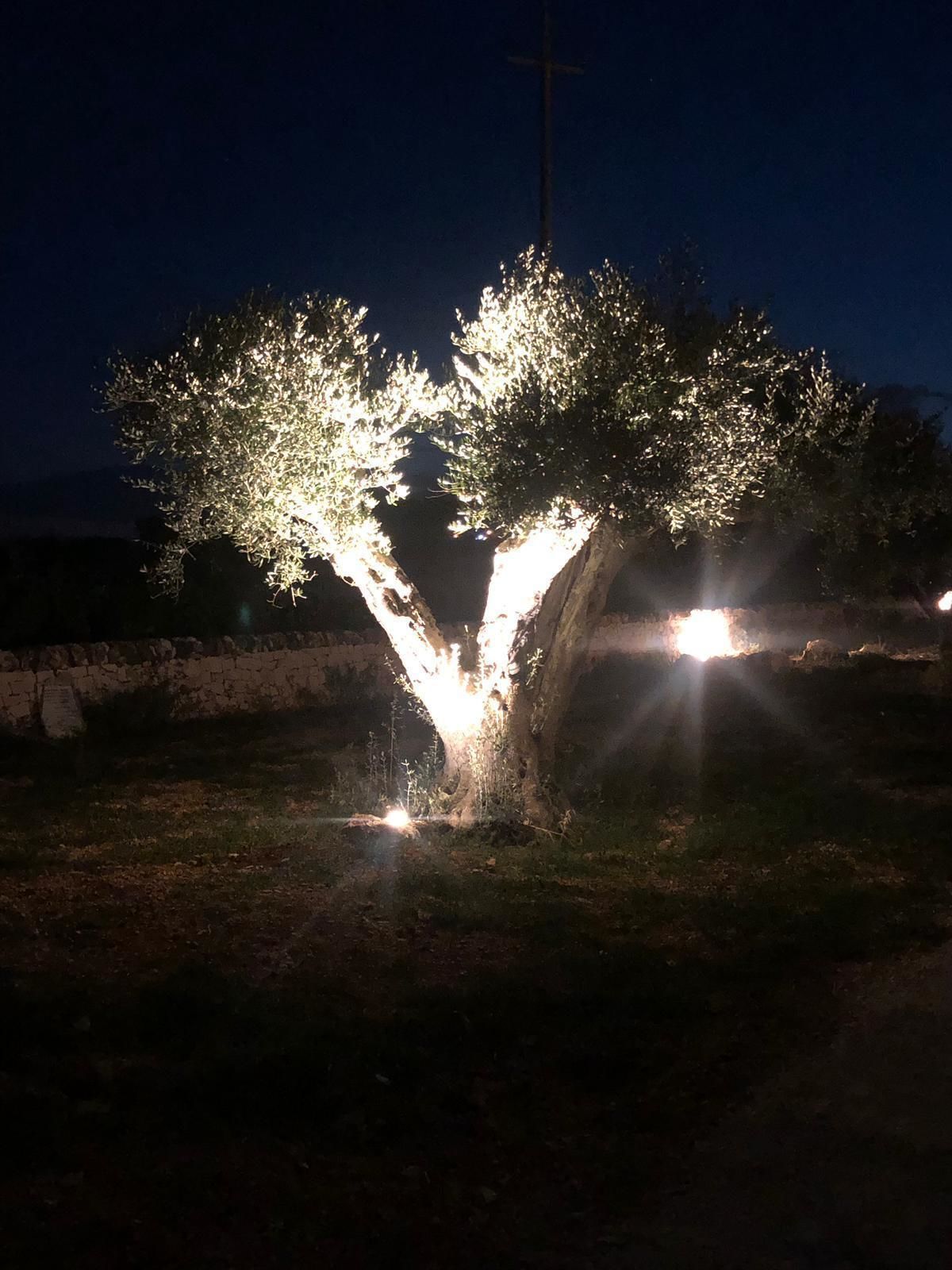 A tree with lights illuminating its branches against a dark sky.