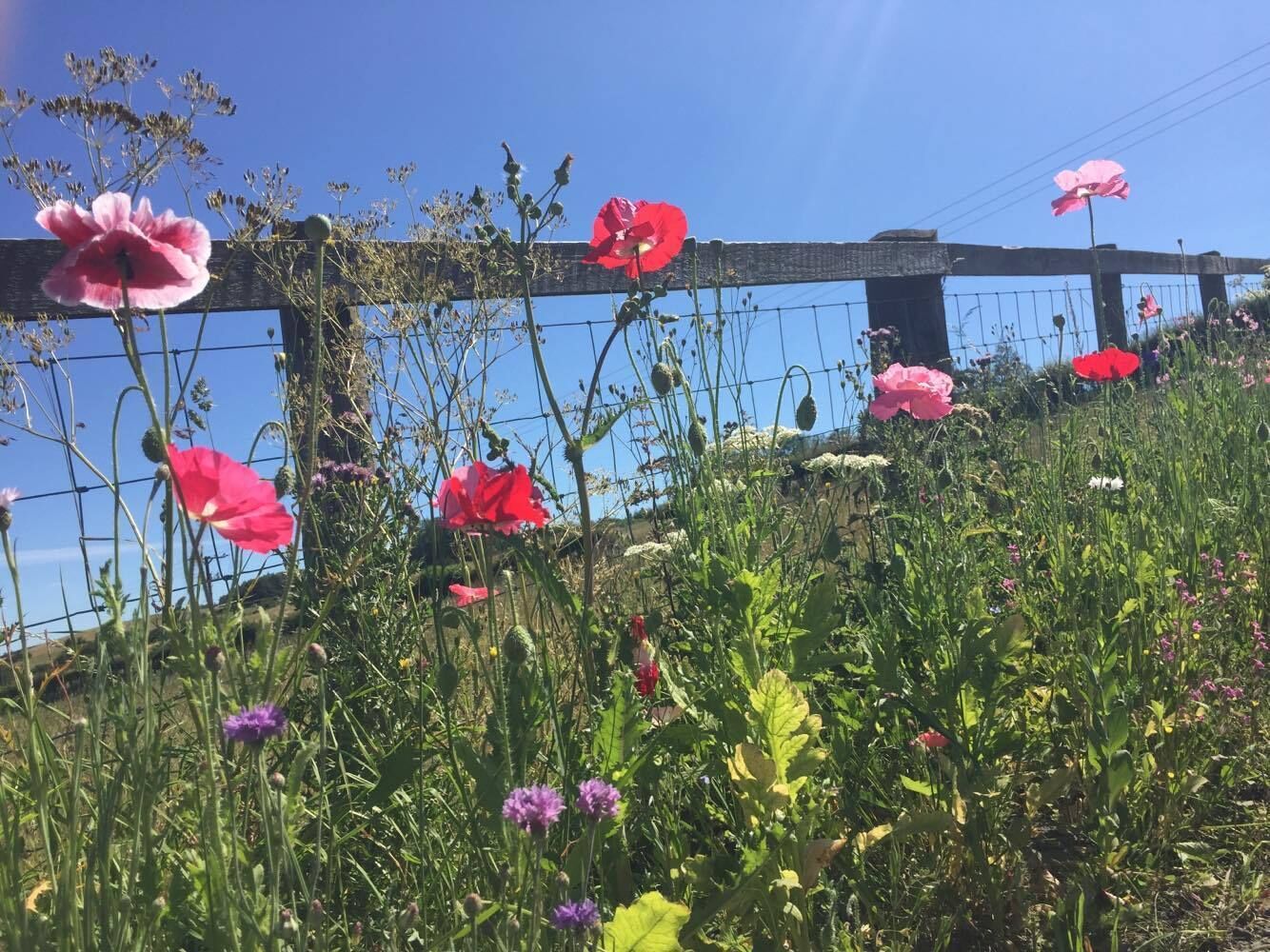 Cabin | Property grounds