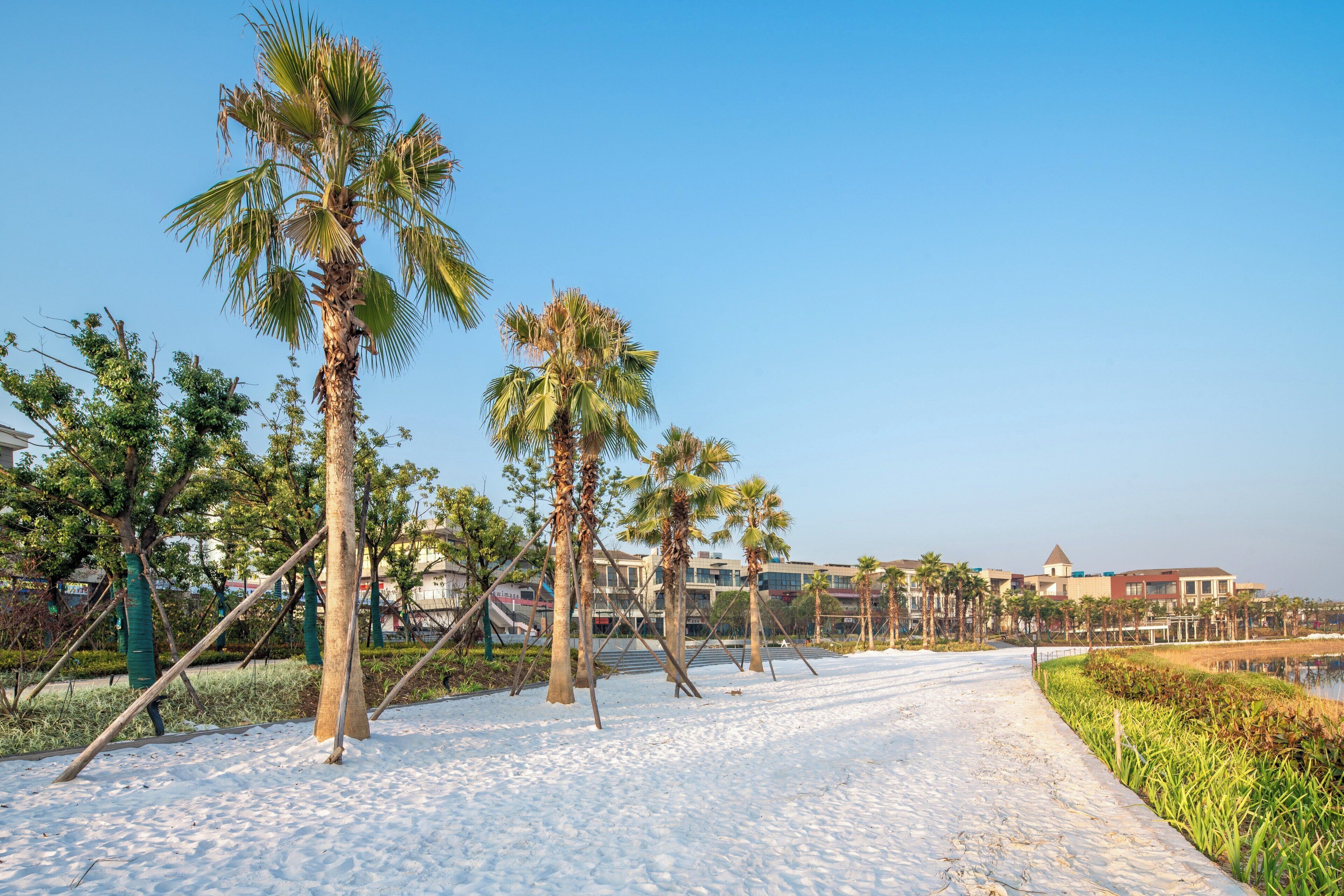 A pathway lined with palm trees leading to a building complex with multiple floors and a distinct tower.