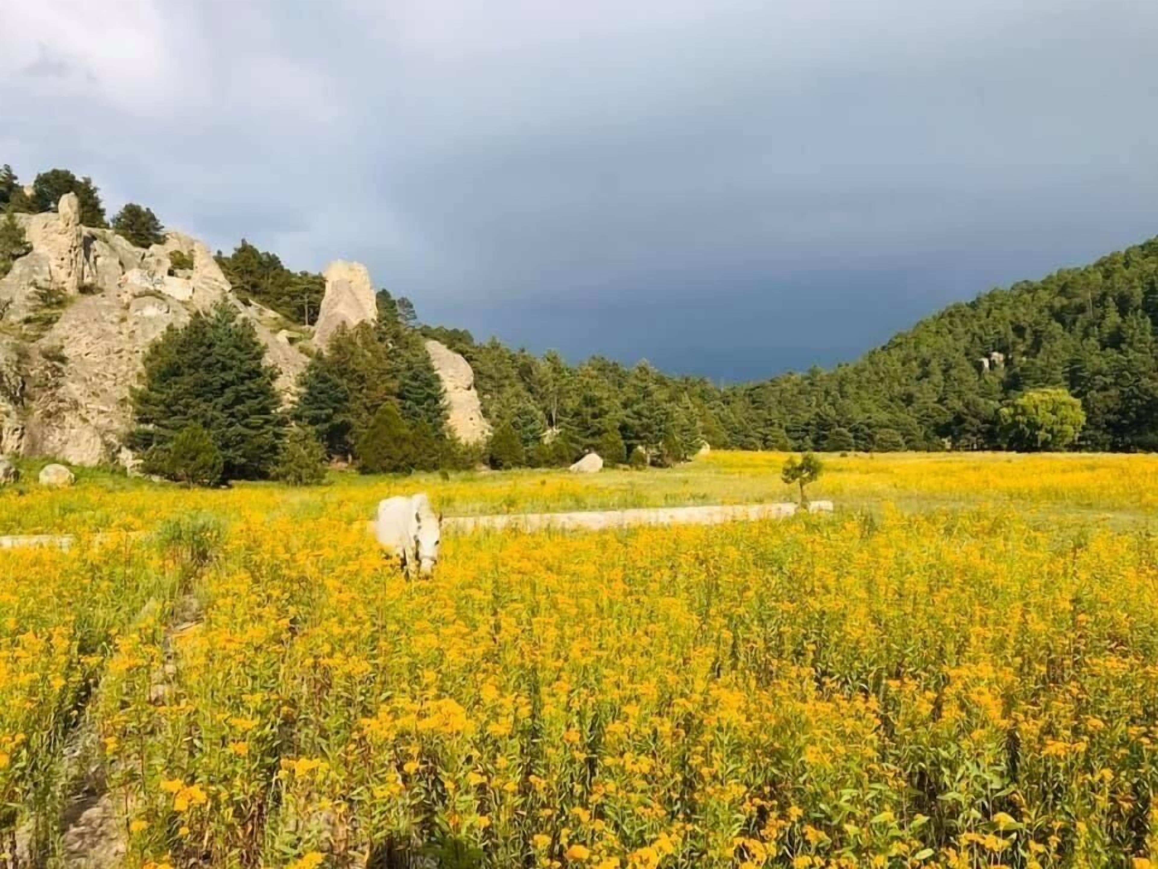 A field with yellow flowers and a white horse grazing.