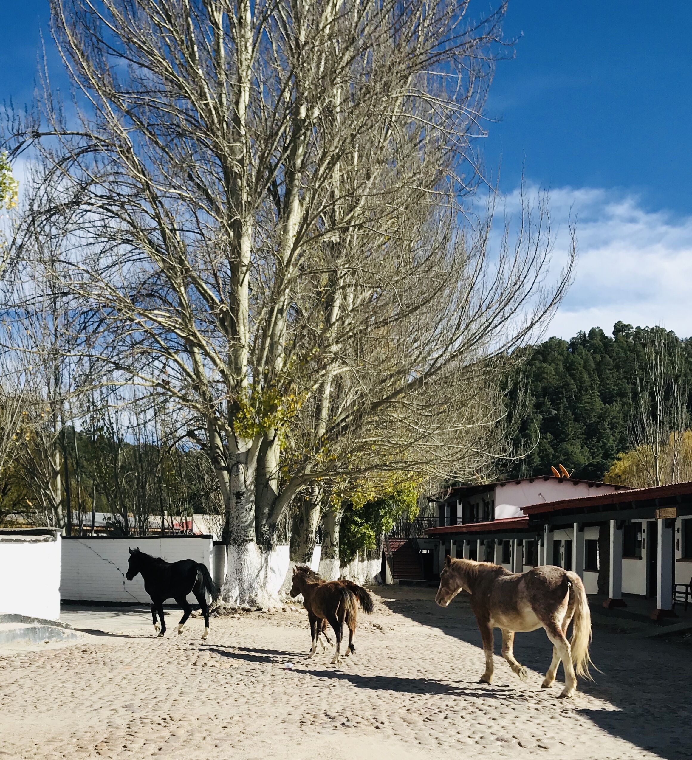 A stable with three horses, a tree, and a building with a red roof.