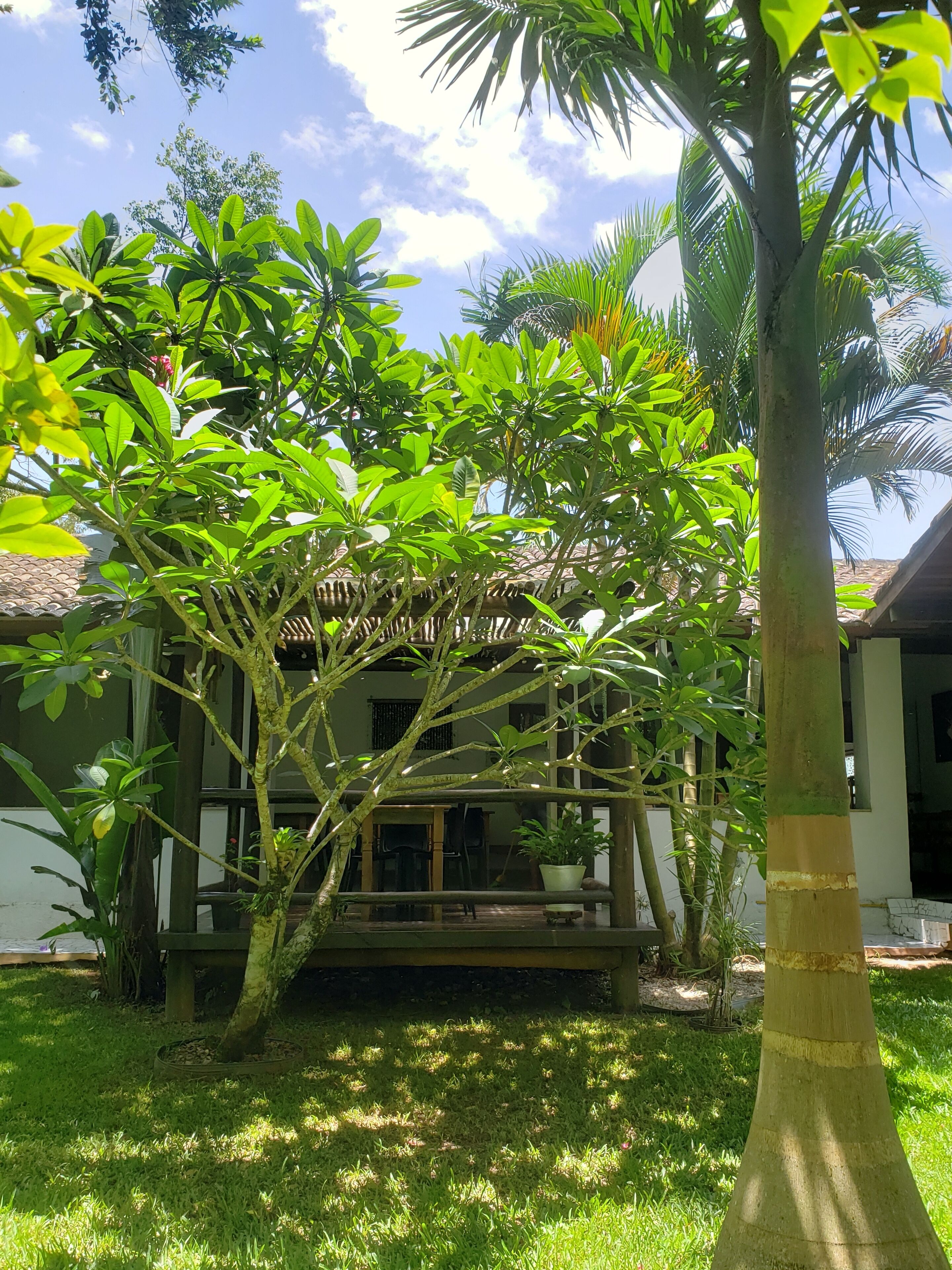 A lush garden with a variety of tropical plants and a wooden pergola structure.