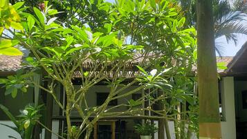 A lush garden with a variety of tropical plants and a wooden pergola structure.