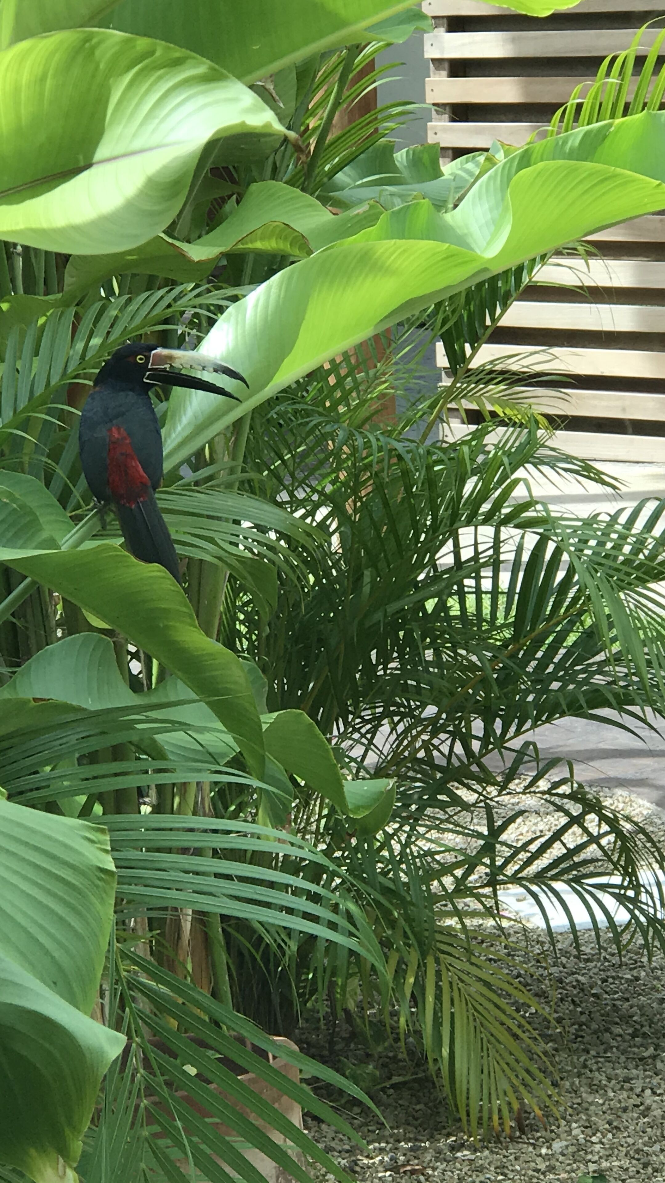 Un pájaro posado entre un follaje verde y exuberante.