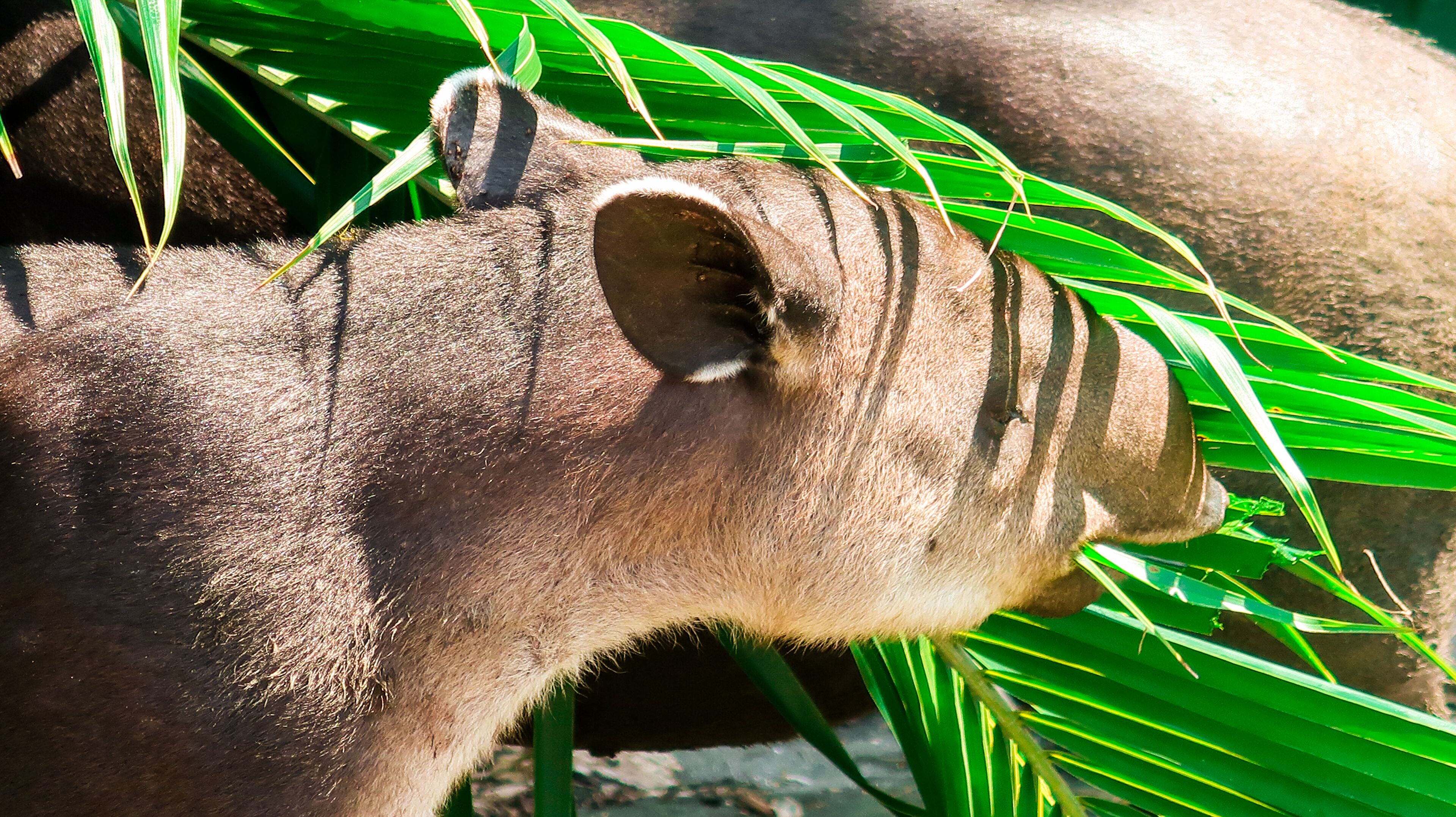 A close-up of a large animal with a textured, brownish skin, surrounded by green foliage.