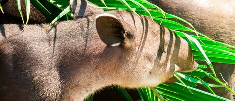A close-up of a large animal with a textured, brownish skin, surrounded by green foliage.